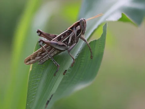 Grasshopper eating corn Stock Footage 74287278