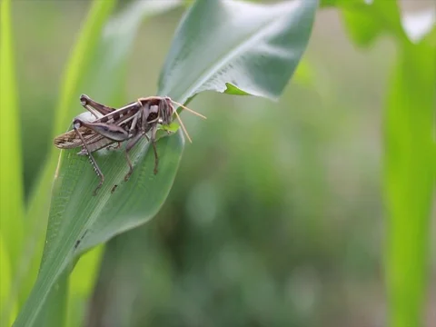Grasshopper eating corn Stock Footage
