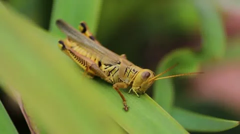 Grasshopper Eating Video stock 11446059