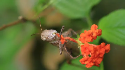 Grasshopper eating Video stock 22798632
