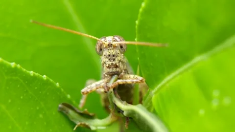 Grasshopper is eating. Stock Footage 228761760