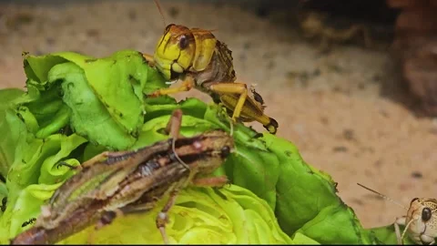 Grasshopper eating  Stock Footage 245026268