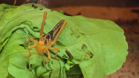 Grasshopper eating  Stock Footage 245026659