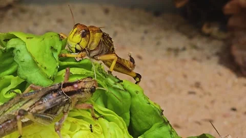Grasshopper eating Stock Footage 245038248