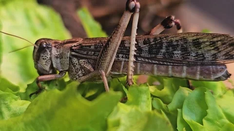 Grasshopper eating  Stock Footage 277365123