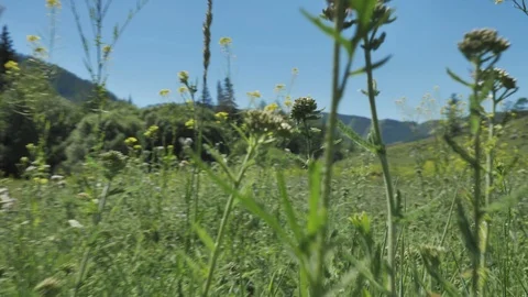 A grasshopper eating grass 库存影片 92839494