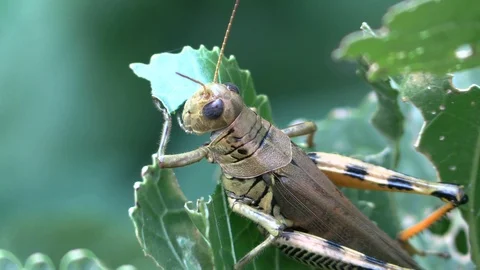 Grasshopper eating a leaf closeup Stock Footage 115957267