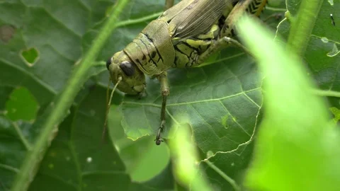 Grasshopper eating a leaf closeup front side view Stock Footage 115957298