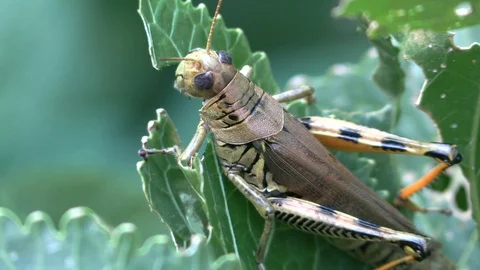 Grasshopper eating a leaf closeup view Stock Footage 115957268