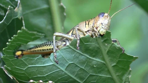 Grasshopper eating a leaf closeup view from below looks at camera Stock Footage 115957302