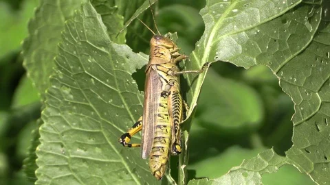 Grasshopper eating a leaf closeup view full body Stock Footage 118708436
