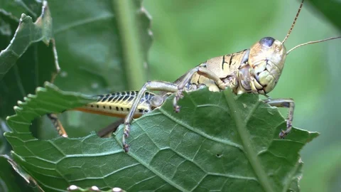 Grasshopper eating a leaf closeup view from below looks at camera jumps away Stock Footage 118708437