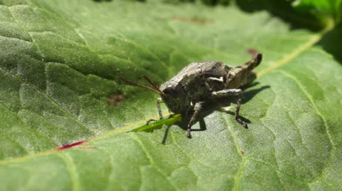 Grasshopper eating leaf. Stock Footage 22714565