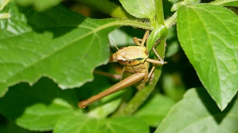 Grasshopper eating a leaf. Stock Footage 54248272