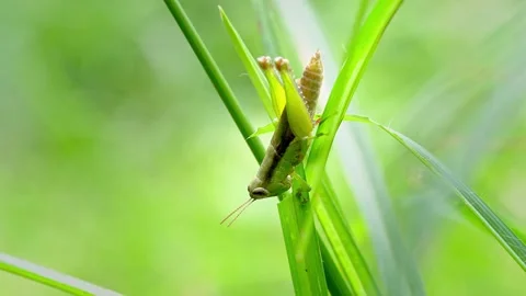 Grasshopper Eating Leaf Stock Footage 158108025