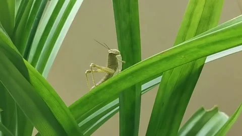 Grasshopper Eating Leaf Stock Footage 167255520