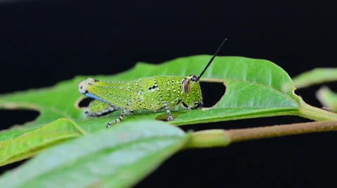 Grasshopper eating a leaf. HD Stock Footage 41451495