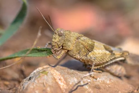 Grasshopper eating leaf Stock Photos