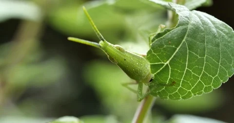 Grasshopper is eating leaves. Stock Footage 106101259