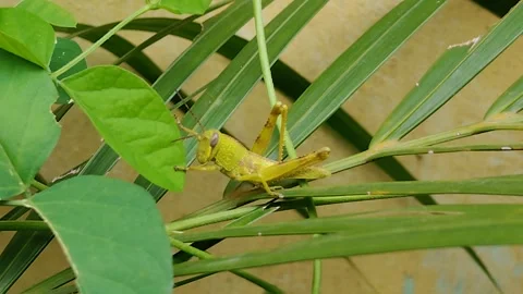 Grasshopper eating leaves Stock Footage 278347747