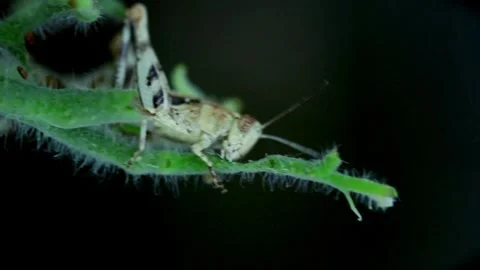 Grasshopper eats tomato plants , the enemy of the farmer Stock Footage 243519160