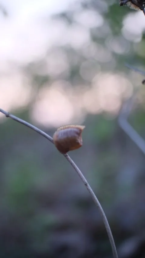Grasshopper eggs clinging to the grass Stock Footage 210792052