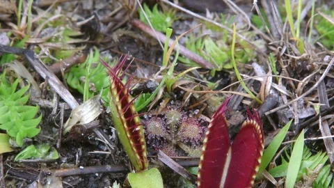 Grasshopper escapes Venus Flytrap, N. Carolina USA Stock Footage 77212501