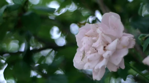 Grasshopper exiting a rose flower Video stock 66858589