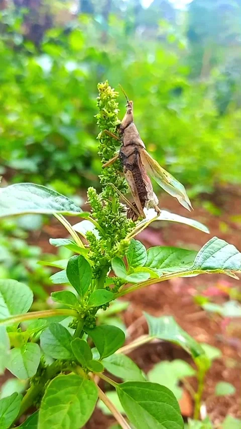 Grasshopper Exoskeleton Clinging to Plant with Intimidating Eyes 스톡 동영상 342479591