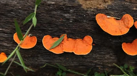 Grasshopper Exploring the Beautiful Nature, Wild Mushrooms Stock Footage 8950637