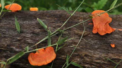 Grasshopper Exploring the Beautiful Nature, Wild Mushrooms Stock Footage 8962096