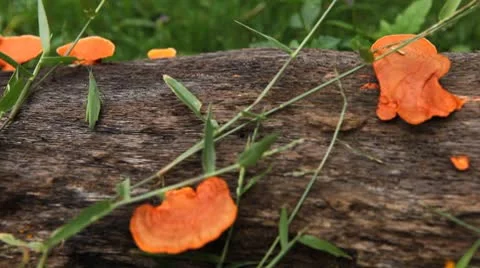 Grasshopper Exploring the Beautiful Nature, Wild Mushrooms 動画素材 8962323