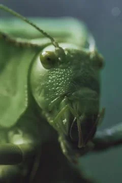 Grasshopper - extremely close up green background Stock Photos