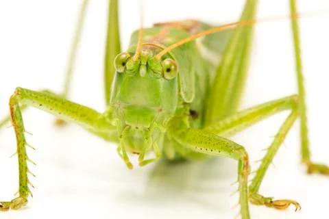 Grasshopper face closeup Foto stock
