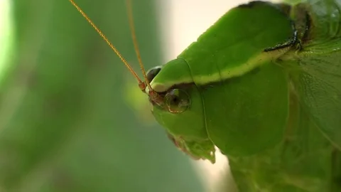 Grasshopper face Stock Footage 70115743
