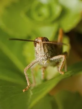Grasshopper face Stock Photos
