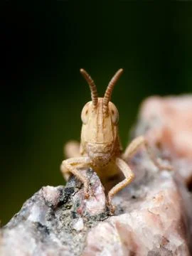 Grasshopper Face Stock Photos