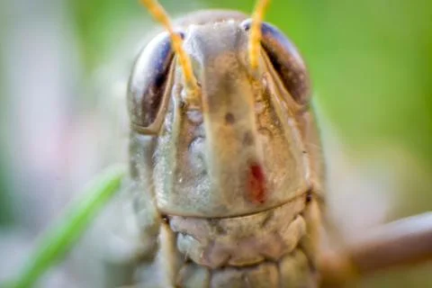 Grasshopper Face Stock Photos