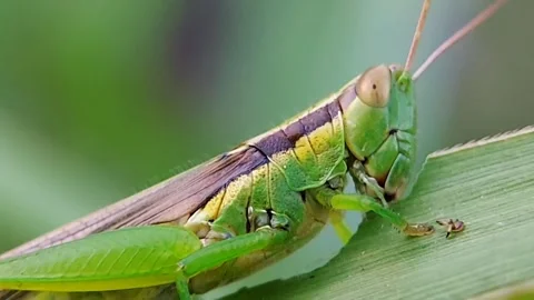 Grasshopper Feeding and Chewing Leaf Macro Extreme Close Up 4K Quality Vidéo 318741760