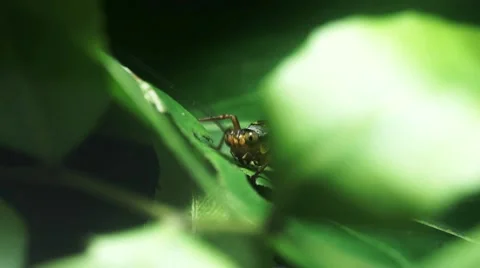 Grasshopper Feeding Stock Footage 40955543