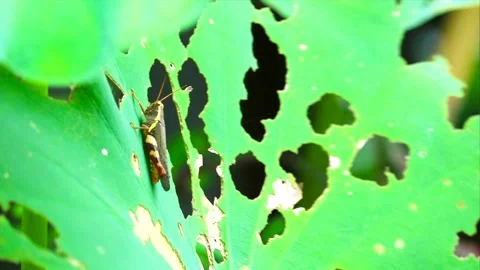 Grasshopper Feeding on a Lotus Leaf with Distinctive Holes and Vibrant Gree.. Stock Footage 331691401