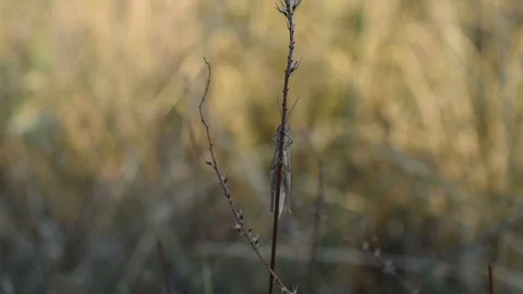 Grasshopper in the field Stock Footage 113545960