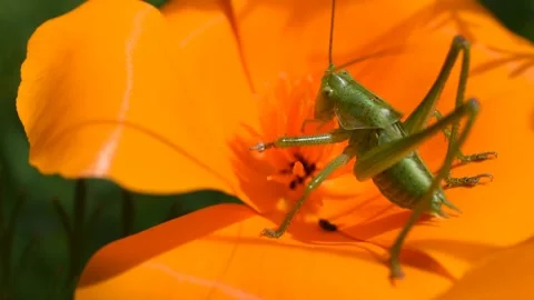 Grasshopper in the field Stock Footage 130437377