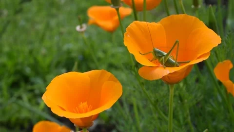 Grasshopper in the field Stock Footage 130572503