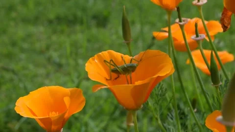 Grasshopper in the field Stock Footage 130757921