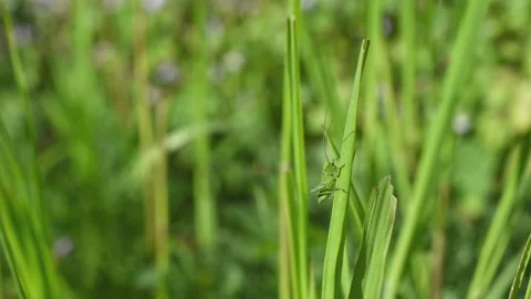 Grasshopper in the field Stock Footage 152934286