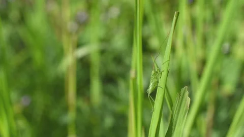 Grasshopper in the field Stock Footage 153147802