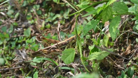 Grasshopper in the field. Stock Footage 294754602
