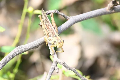 Grasshopper in the field. Stock Photos