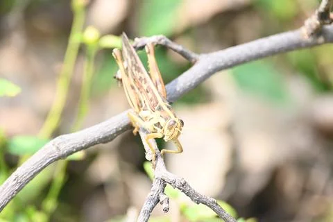 Grasshopper in the field. Stock Photos